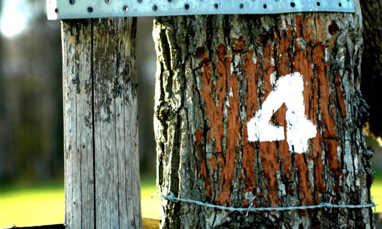 4 SICAP success stories and the LDCs behind them
