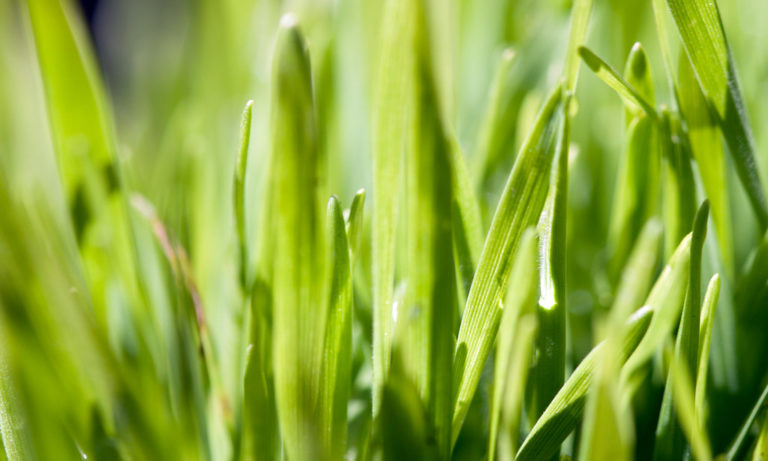 Natnoot: Enterprise funds, inspiration and a wheatgrass empire