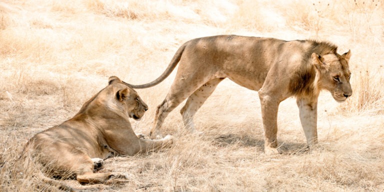 View from Abroad: Community development in lion country