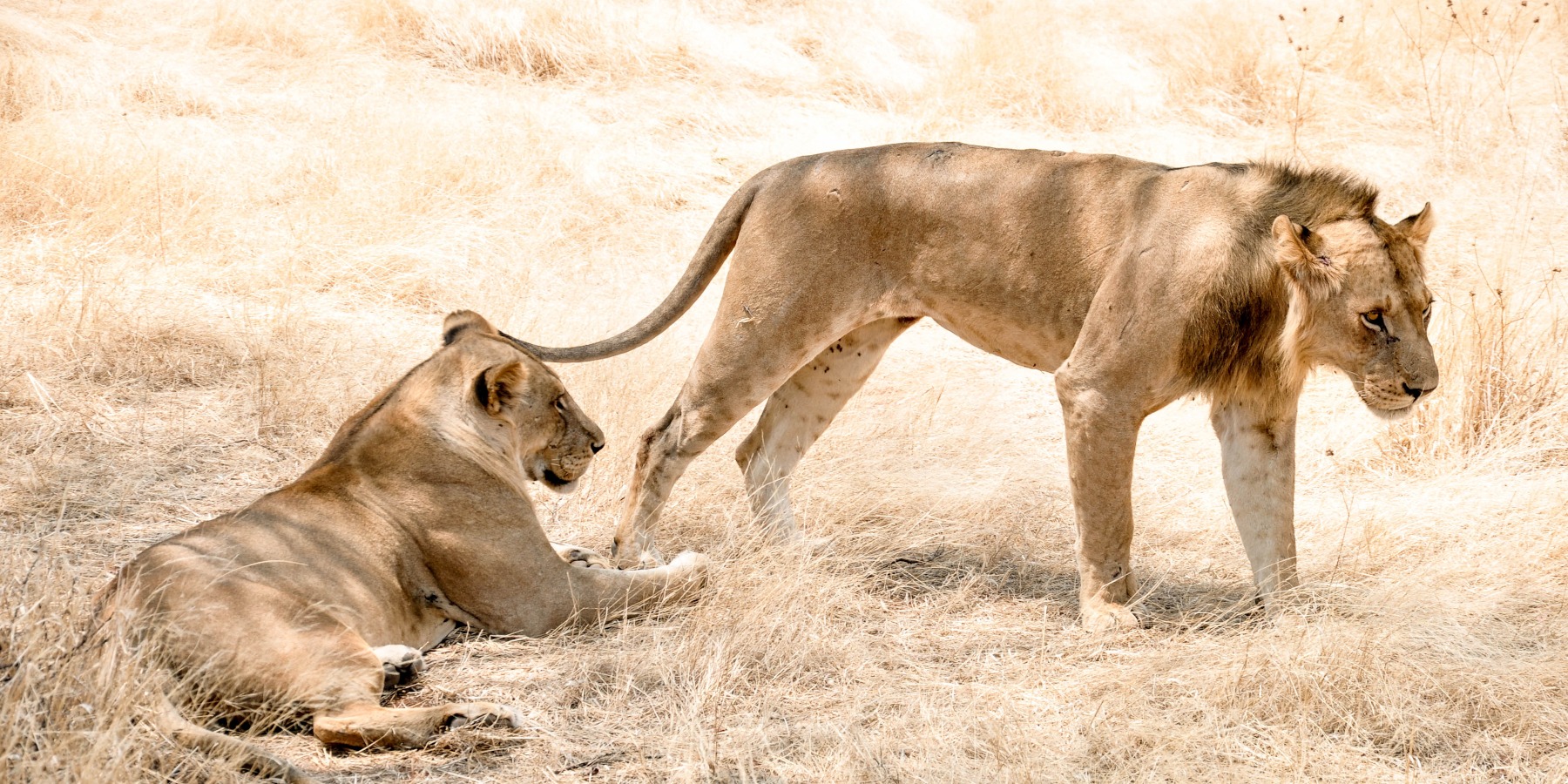 Lions in Ruaha, Tanzania