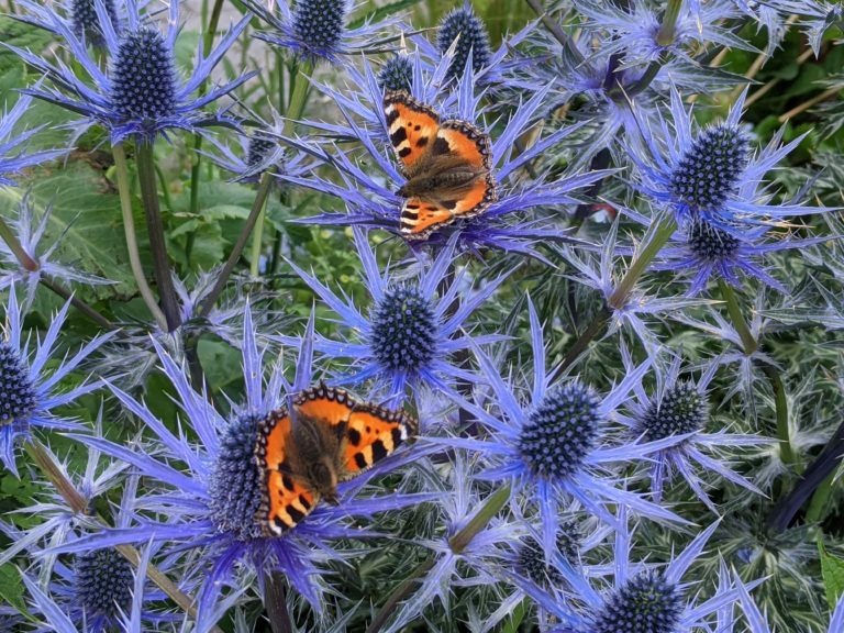 What do you actually learn doing Biodiversity Leadership Training?