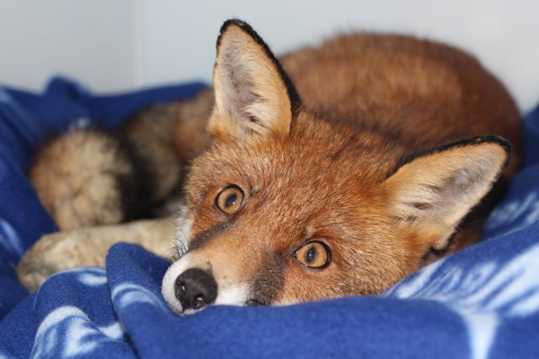 Fox rushed into intensive care in country’s newest hospital
