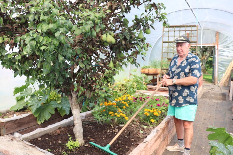 Probably Ireland’s biggest pear tree