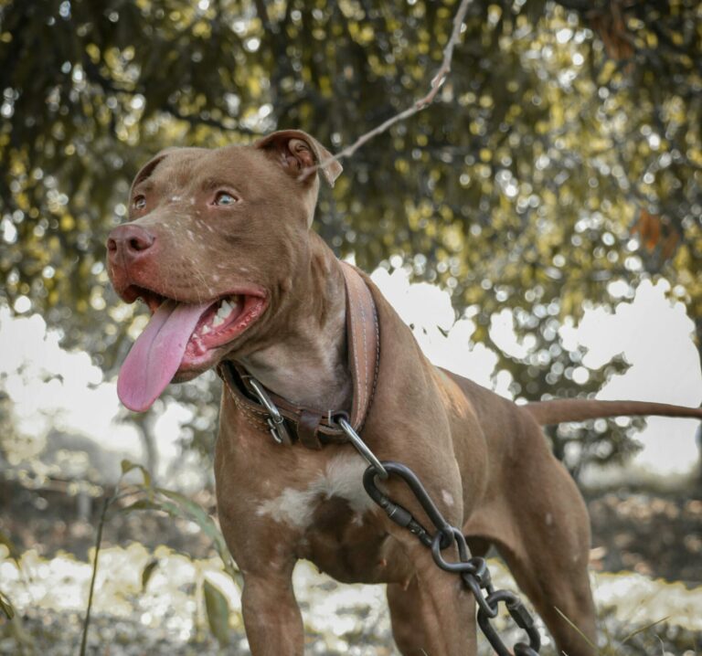 New dog control group to tackle issue of restricted breeds