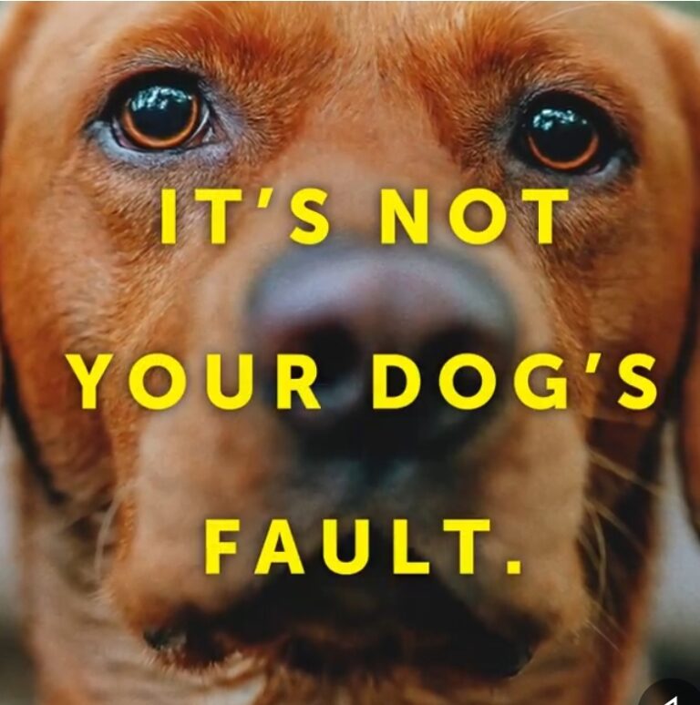 ‘It’s not your dog’s fault, it’s yours’ – new awareness campaign launched